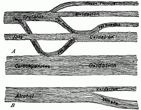 Fig. 80—Diagrams illustrating the relation of nutrients and the non-relation of these to alcohol. A. Inter-relation and convertibility of proteids, fats, and carbohydrates (after Hall). B. Diagram showing disposition of alcohol if this substance is taken in quantity corresponding to that of the nutrients (F.M.W.). The alcohol thrown off as waste is unoxidized and yields no energy. Fig. 80