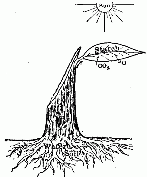 Fig. 83—Nature's device for storing energy from the sun. See text. Fig. 83