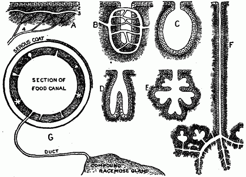 Fig. 85—Diagram illustrating evolution of glands. A. Simple secreting surface. 1. Gland cells. 2. Basement membrane. 3. Blood vessel. 4. Nerve. B. Simple tubular gland. C. Simple saccular gland. D. Compound tubular gland. E. Compound saccular gland. F. A compound racemose gland with duct passing to a free surface. G. Relation of food canal to different forms of glands. The serous coat has a secreting surface. Fig. 85