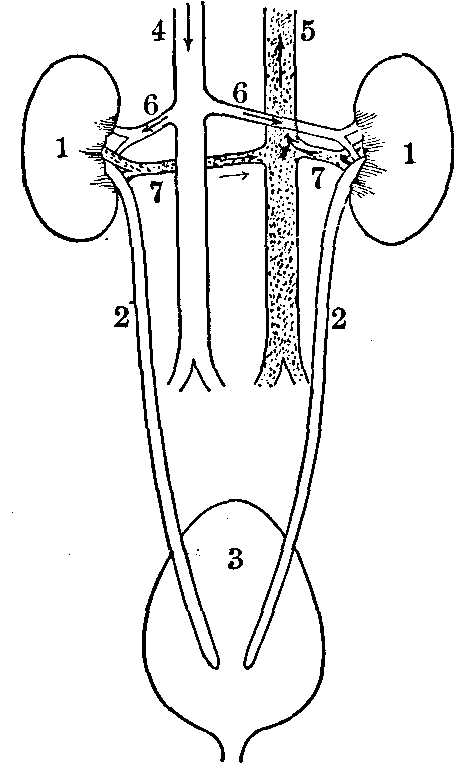 Fig. 87—Relations of the kidneys. (Back view.) 1. The kidneys. 2. Ureters. 3. Bladder. 4. Aorta. 5. Inferior vena cava. 6. Renal arteries. 7. Renal veins. Fig. 87