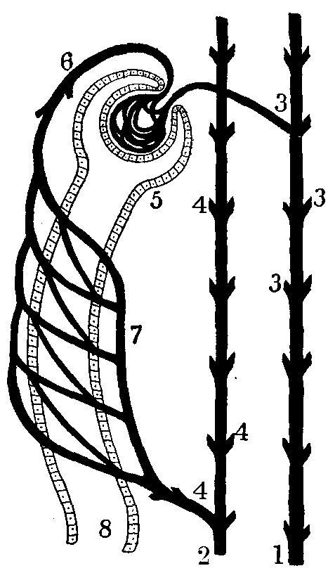 Fig. 90—Diagram illustrating renal circulation. 1. Branch from renal artery. 2. Branch from renal vein. 3. Small artery branches, one of which enters a Malpighian capsule (5). 6. Small vein leaving the capsule and branching into the capillaries (7) which surround the uriniferous tubules. 4. Small veins which receive blood from the second set of capillaries. 8. Tubule showing lining of secreting cells. Fig. 90