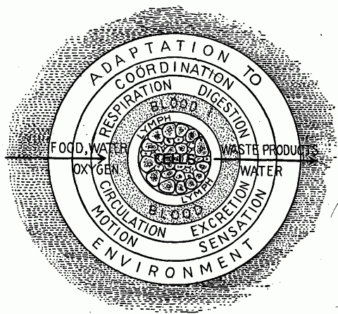 Fig. 92—The physiological scheme. Diagram suggesting the essential relation of the bodily activities. See Summary of Part I, page 215, and Summary of Part II, page 413. Fig. 92