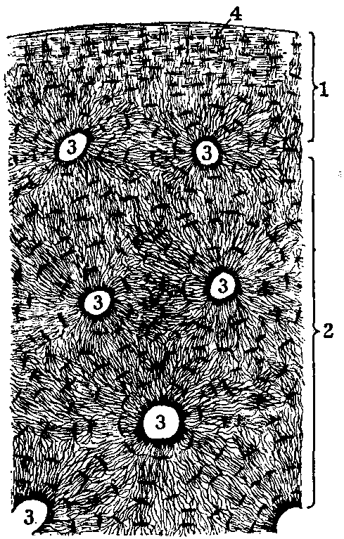 Fig. 94—Cross section of bone showing minute structure. Magnified. 1. Surface layer of bone. 2. Deeper portion. 3. Haversian canals from which pass the canaliculi. 4. A lacuna. Observe arrangement of lacunæ at surface and in deeper portion. Fig. 94