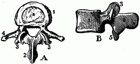 Fig. 99—Two views of a lumbar vertebra. A. From above. B. From the side. 1. Body. 2, 3, 4, 5. Projections from the neural arch. Fig. 99