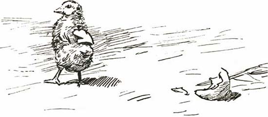 THE LITTLE CHICKEN THE LITTLE CHICKEN