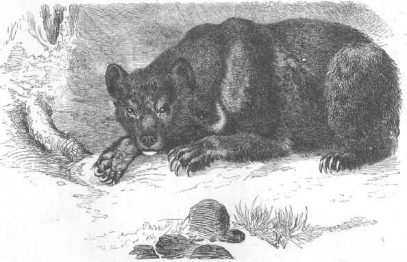 URSUS TIBETANUS.