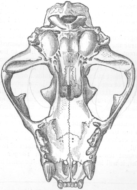 Tiger's skull.