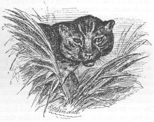 Felis aurata.