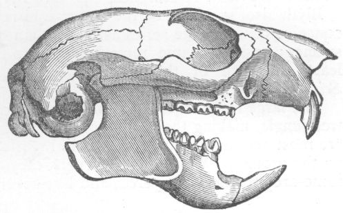 Skull of Flying Squirrel.