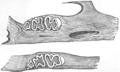 Dentition of Jerboa.