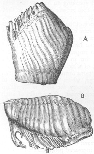 Side view of Grinders of Asiatic Elephant.