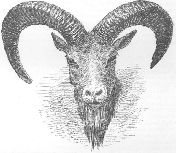 Ovis cycloceros.