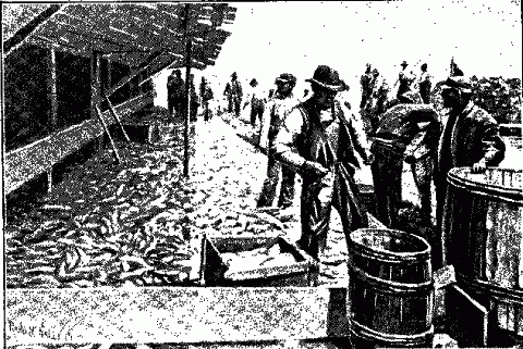 NORTH CAROLINA FISHERIES. Illustration: NORTH CAROLINA FISHERIES.