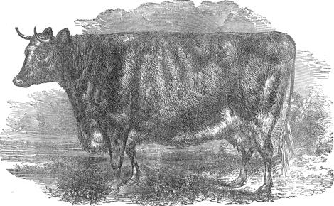 shorthorn cow