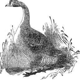 China goose