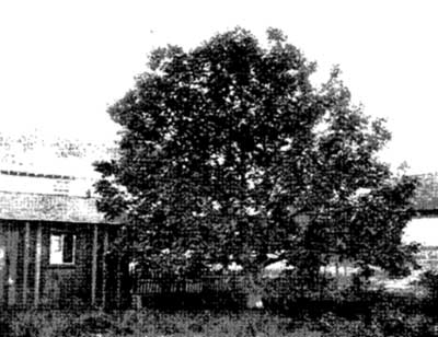 The Cozine Walnut Tree