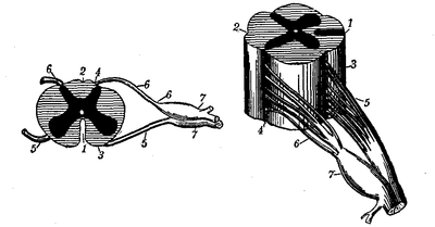 Fig. 10.--Different aspects of sections of the spinal cord and of the roots of the spinal nerves from the cervical region: 1, different views of anterior median fissure; 2, posterior fissure; 3, anterior lateral depression for anterior roots; 4, posterior lateral depression for posterior roots; 5 and 6, anterior and posterior roots, respectively; 7, complete spinal nerve, formed by the union of the anterior and posterior roots.