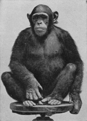 CHIMPANZEE, SITTING