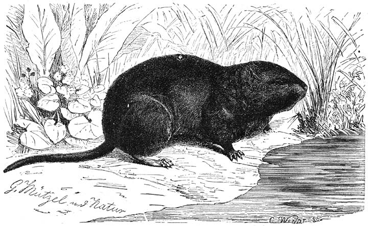 Waterrat (Arvicola amphibius). ⅔ v. d. ware grootte.