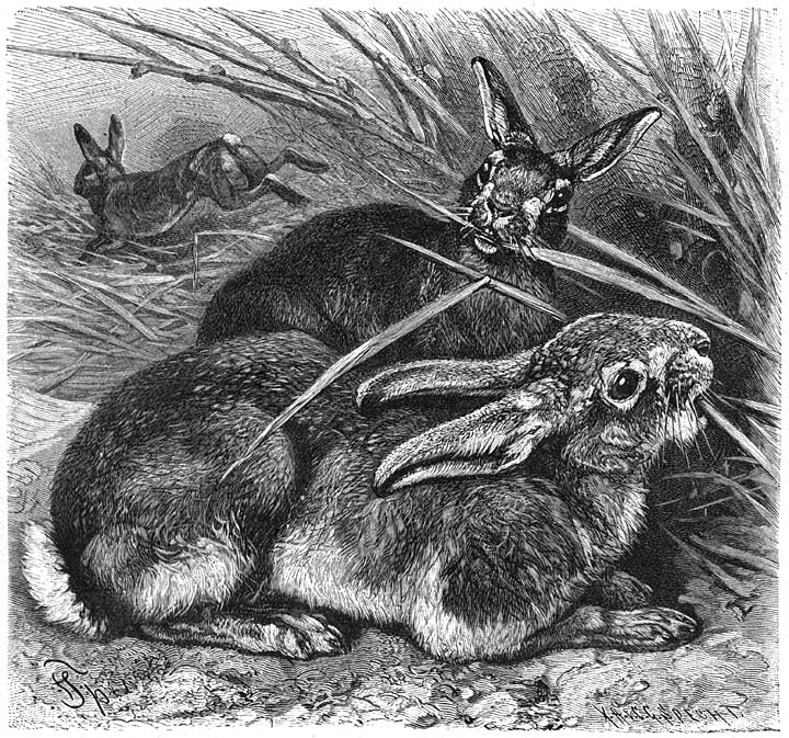 Haas (Lepus vulgaris). ⅕ v.d. ware grootte.