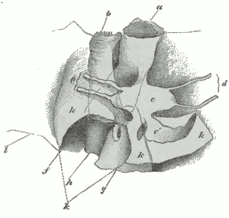 Nautilus pompilius. Fig. 2. 
