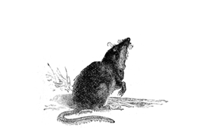 WATER SHREW