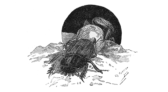 SACRED BEETLE