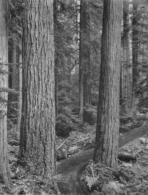 Old Stage Road to Longmire Springs.