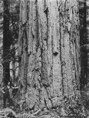 A 14-foot Fir, near Mineral Lake.