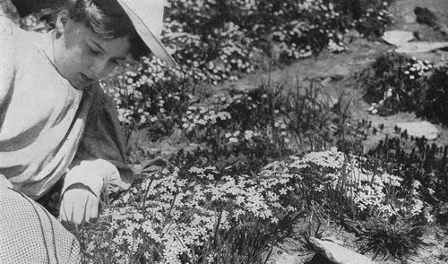 Studying the Phlox.