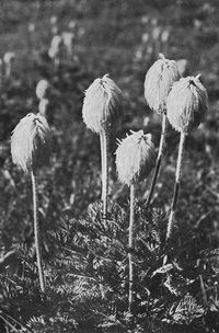 Anemone Seed Pods.