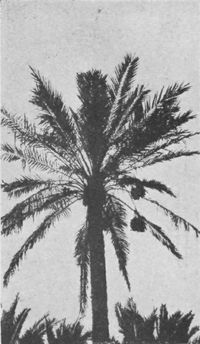 The Cultivation Of The Date Palm At Basrah