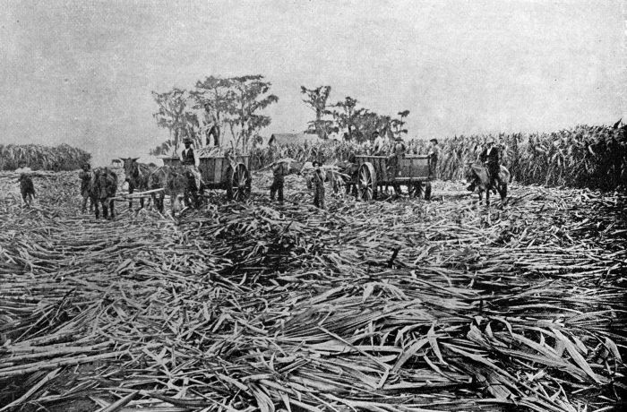 SUGAR PLANTATION OF EDWARD BUTLER. POTASH, LA. One of the largest sugar cane growers in the state