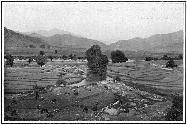 Rijstvelden en veeteelt bij Shinkiari in het Hazaradistrict.