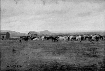 Llamas in Bolivia.