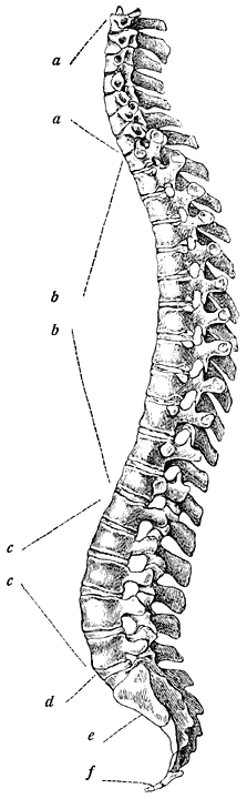 Fig. 1. Wervelkolom. (Heitzmann.)