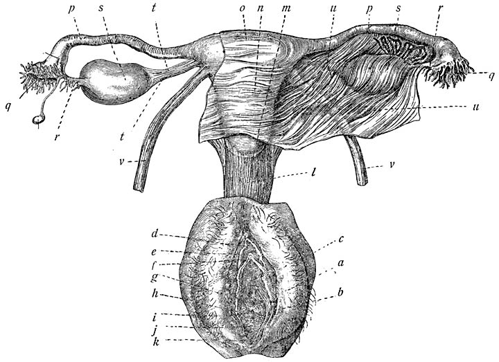 Fig. 8. Geslachtsorganen van een 14-jarig meisje. (Heitzmann).