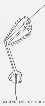 WIRING LEG OF BIRD