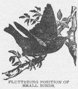 FLUTTERING POSITION OF SMALL BIRDS.