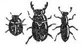 beetles