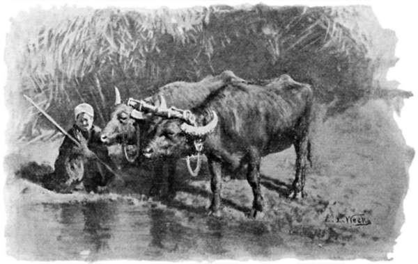 Farmer with a pair of buffaloes yoked together.