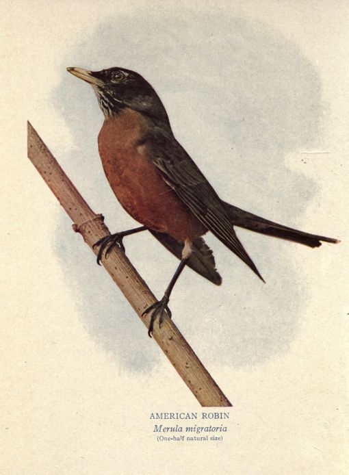 Robin