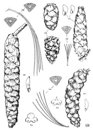 PLATE XI. P. EXCELSA (108-110), PEUCE (111-113), PARVIFLORA (114-116)