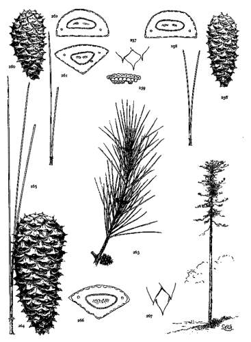 PLATE XXX. P. GLABRA (256-259), ECHINATA (260-263), TAEDA (264-267)