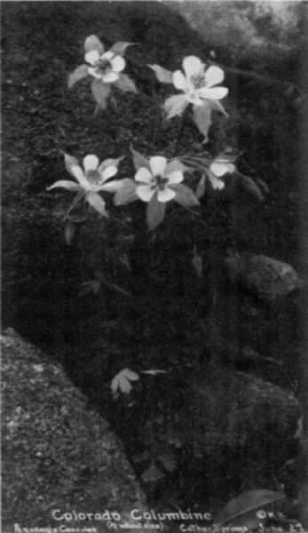 Colorado columbine