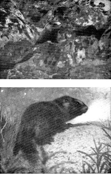 IV. (a) The Whistler watching me from the rocks.  Photo by E. T. Seton