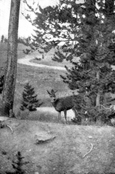 VIII. Mule-deer  Photo by E. T. Seton