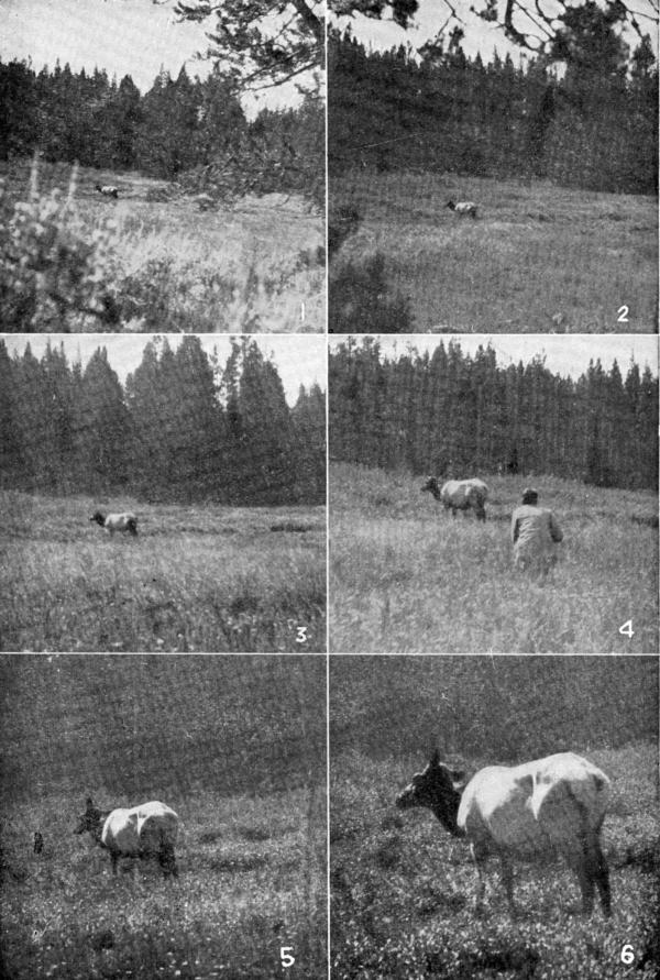 XV. The first shots at the Hoodoo Cow  Photos by E. T. Seton