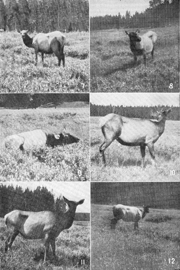 XVI. The last shots at the Hoodoo Cow  Photos by E. T. Seton