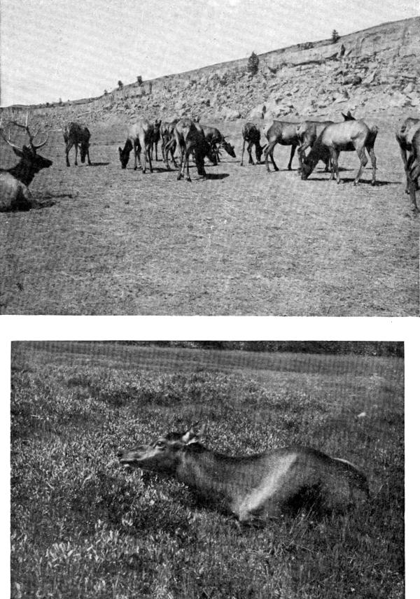 XVII. Elk on the Yellowstone: (a) In Billings Park; (b) Wild Cow Elk  Photos by E. T. Seton